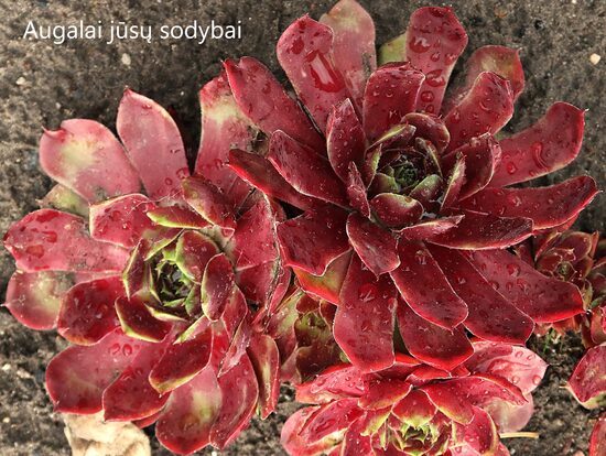 Šilropė (Sempervivum) 'Anak Krakatau'